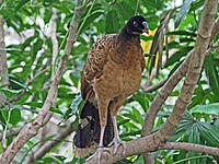 Curassow, Helmeted ♀ Pauxi pauxi