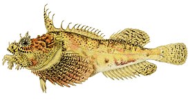 Атлантическая волосатка (Hemitripterus americanus)