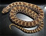 Western Hog-nosed Snake