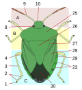 Vignette pour Scutellum (insecte)