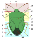 26 = Escutelo em Heteroptera (Hemiptera)