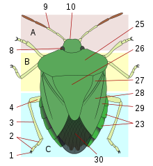 Heteroptera morphology-d.svg