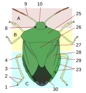 Thorax (insect anatomy) body part of an arthropod