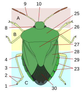 Thorax (arthropod anatomy) Body part of an arthropod