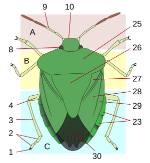 Insekto: Ebolusyon ng mga insekto, Morpolohiya, Mga sanggunian