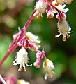 Heuchera rubescens