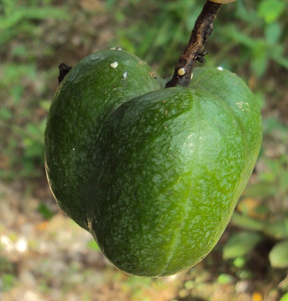 File:Hevea brasiliensis 01.JPG