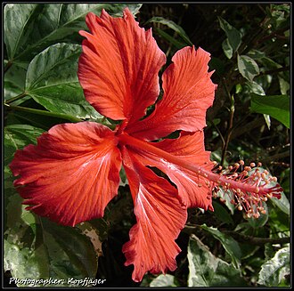 Hibiscus rosa-sinensis, a flower that Ef. surinamensis gathers nectar from Hibiscus-rosa-sinensis.jpg