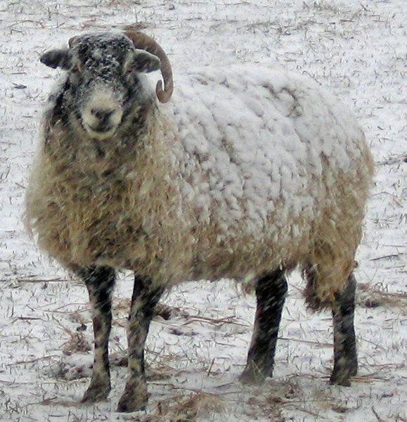 File:Hill sheep at Brow Farm, Dufton - geograph.org.uk - 389997.jpg