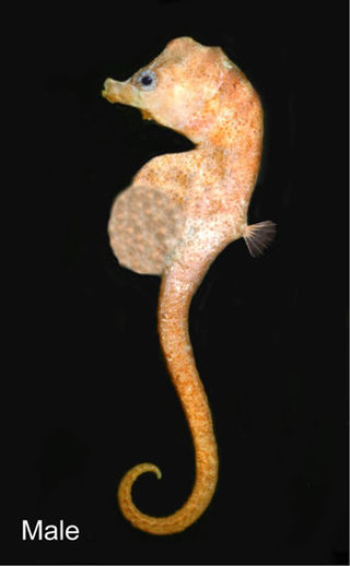 <span class="mw-page-title-main">Bullneck seahorse</span> Species of fish