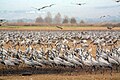 עברית: עגורים אפורים באגמון החולה English: Common Cranes in Agamon HaHula