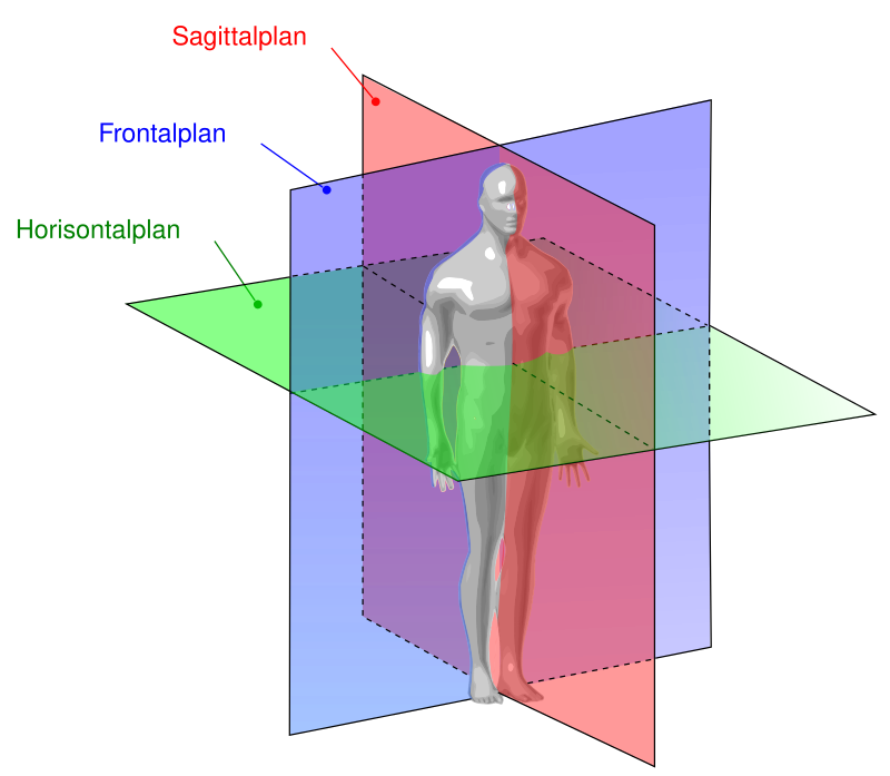 File humans. Anatomical planes.