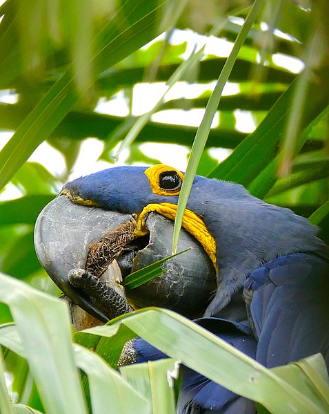 File:Hyacinth Macaw (Anodorhynchus hyacinthinus) feeding on palm nuts ... (28363314663).jpg