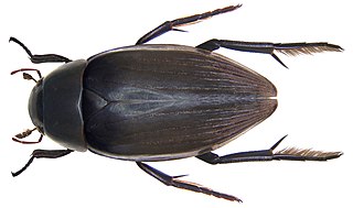 <i>Hydrophilus</i> (beetle) Genus of beetles