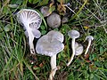 Hygrocybe canescens