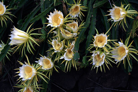 Hylocereus undatus in bloom in Kona.jpg