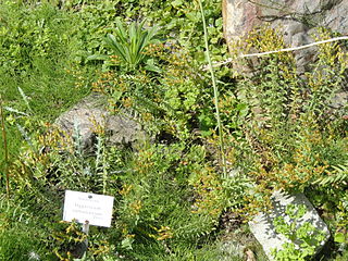 <i>Hypericum rumeliacum</i> Species of plant in the family Hypericaceae