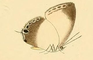 <i>Hypochlorosis ancharia</i> Species of butterfly