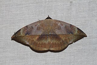 <i>Hypopyra lactipex</i> Species of moth