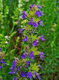 Ljekoviti sipan, H. officinalis