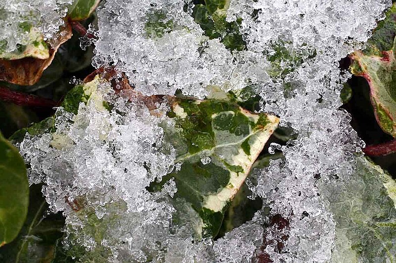 File:Ice Crystals On Ivy (Hedera). Shepperton UK.jpg