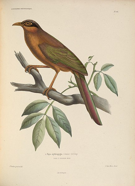 File:Iconographie ornithologique (Pl. 66) (6120582382).jpg