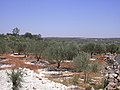 Vista de un olivar en los valles circundantes a Idlib