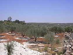 イドリブ周囲の典型的な風景（オリーブ林）