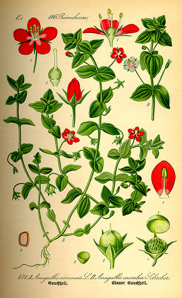 File:Illustration Anagallis caerulea0.jpg