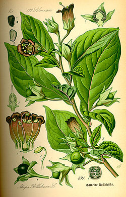 Must belladonna. Illustratsioon Otto Wilhelm Thomé raamatust "Flora von Deutschland, Österreich und der Schweiz..." (1885)
