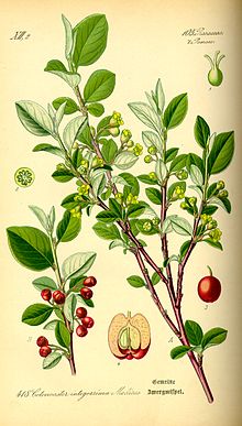 Saksa tuhkpuu (Cotoneaster integerrimus)