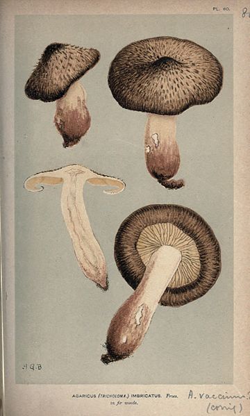 File:Illustrations of British Fungi (Hymenomycetes), to serve as an atlas to the "Handbook of British Fungi" (Pl. 80) (8163893299).jpg