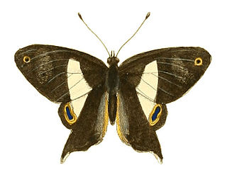 <i>Abisara gerontes</i> Species of butterfly