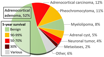 Incidences and prognoses of adrenal tumours.