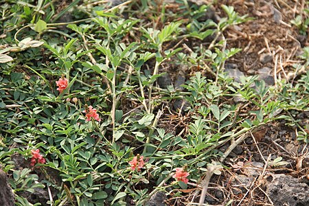 Tập_tin:Indigofera_spicata_Bioko_2013_2.jpg