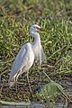 * Nomination Intermediate egret (Ardea intermedia plumifera) non breeding --Charlesjsharp 09:05, 5 February 2024 (UTC) * Promotion  Support Good quality. --Poco a poco 16:52, 5 February 2024 (UTC)