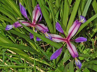 <i>Iris graminea</i> species of plant