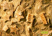 Crinoid - Wikipedia