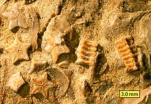 Crinoid columnals (Isocrinus nicoleti) from the Middle Jurassic Carmel Formation at Mount Carmel Junction, Utah Isocrinus nicoleti Encrinite Mt Carmel.jpg