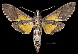 Isognathus rimosa papayae MHNT CUT 2010 0 497 Parque Nacional Henri Pitter (Rancho Grande), Venezuela, male ventral.jpg