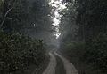 Isolated trails through the dense Dudhwa National Park.jpg
