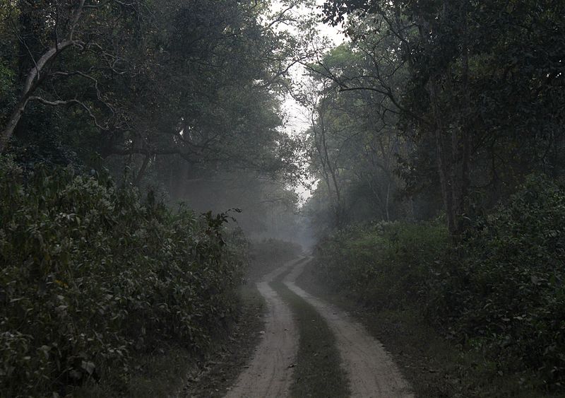File:Isolated trails through the dense Dudhwa National Park.jpg
