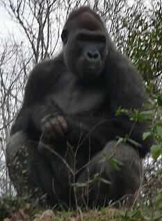 Ivan (gorilla)