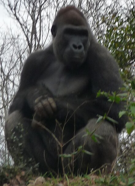 Ivan gorilla