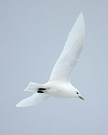 In flight Ivory Gull 1.jpg