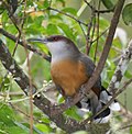 Jamaican Lizard-Cuckoo (cropped).jpg