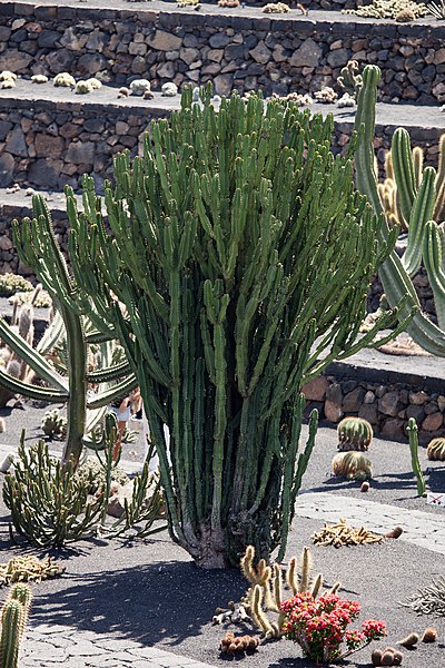 File:Jardín de Cactus - Lanzarote - J01.jpg