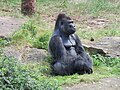 * Nomination Western lowland gorilla -- Jiel 0:30, 31 March 2017 (UTC) * Decline Too much sharpening and denoising --Ermell 07:03, 31 March 2017 (UTC)