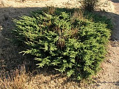 Juniperus-communis-1.jpg