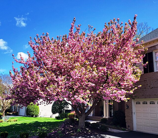 'Kanzan' Cherry tree in full bloom in April in Virginia, USA.